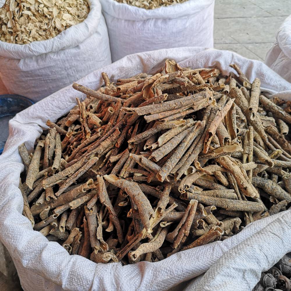 刺五加的藥用價值及其在現(xiàn)代生活中的應(yīng)用